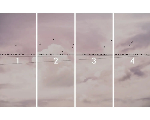 Ilustrace se čtyřmi obrázky ptáků na elektrickém vedení před zataženou oblohou