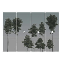 Čtyřdílná tapeta s motivem lesa a stromů