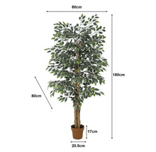 Umělý fíkus v květináči, výška 180 centimetrů, šířka a hloubka 80 centimetrů, panašované listy, výška květináče 17 centimetrů.