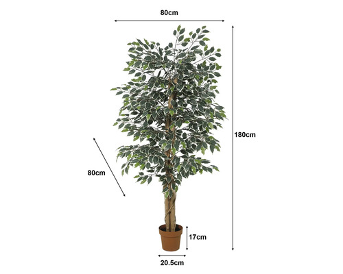 Umělý fíkus v květináči, výška 180 centimetrů, šířka a hloubka 80 centimetrů, panašované listy, výška květináče 17 centimetrů.